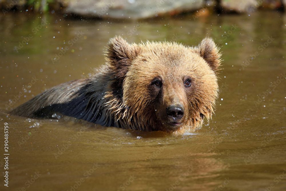 Fototapeta premium Young brown bear (Ursus arctos) swimming in a water