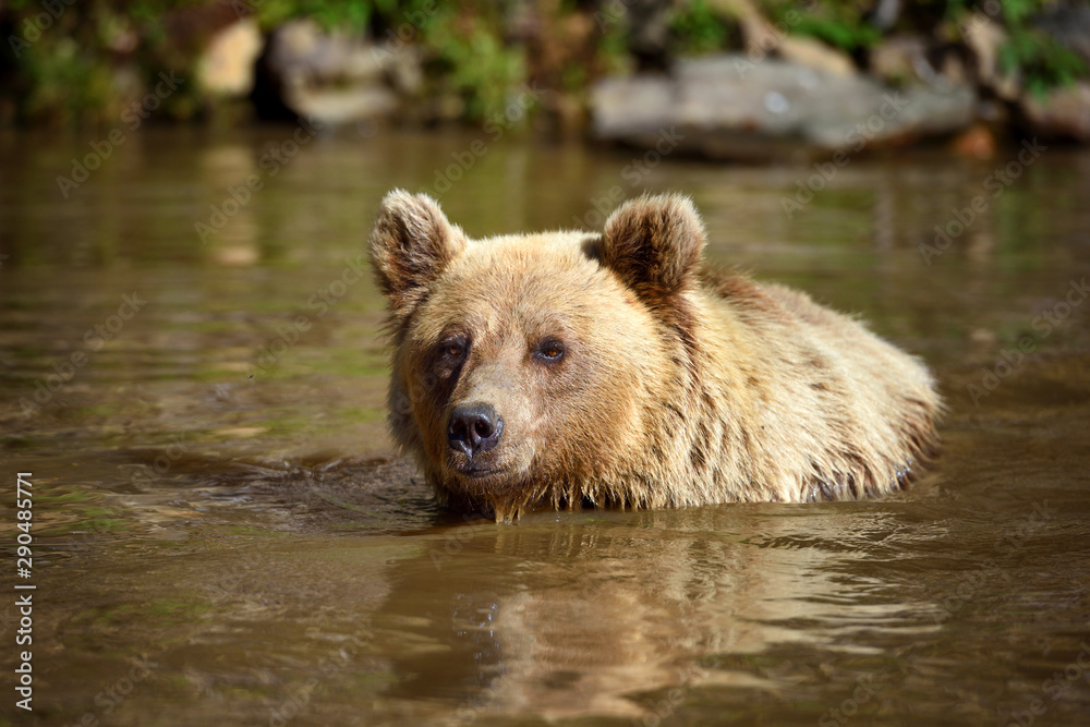 Brown Bear (Ursus arctos) swimming in a water Brown Bear (Ursus arctos) swimming in a water