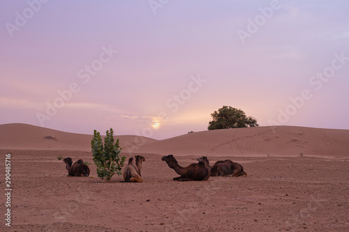 Kamele bei Sonnenuntergang W  ste
