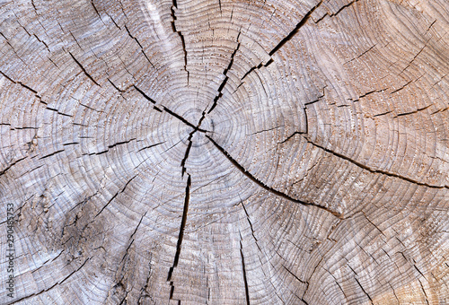 Rissige Textur der Jahresringe eines Baumes