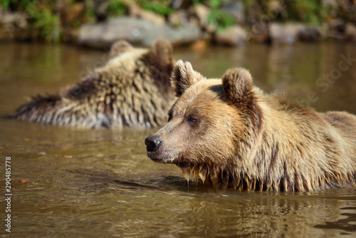 Two young brown bears swimming in a water