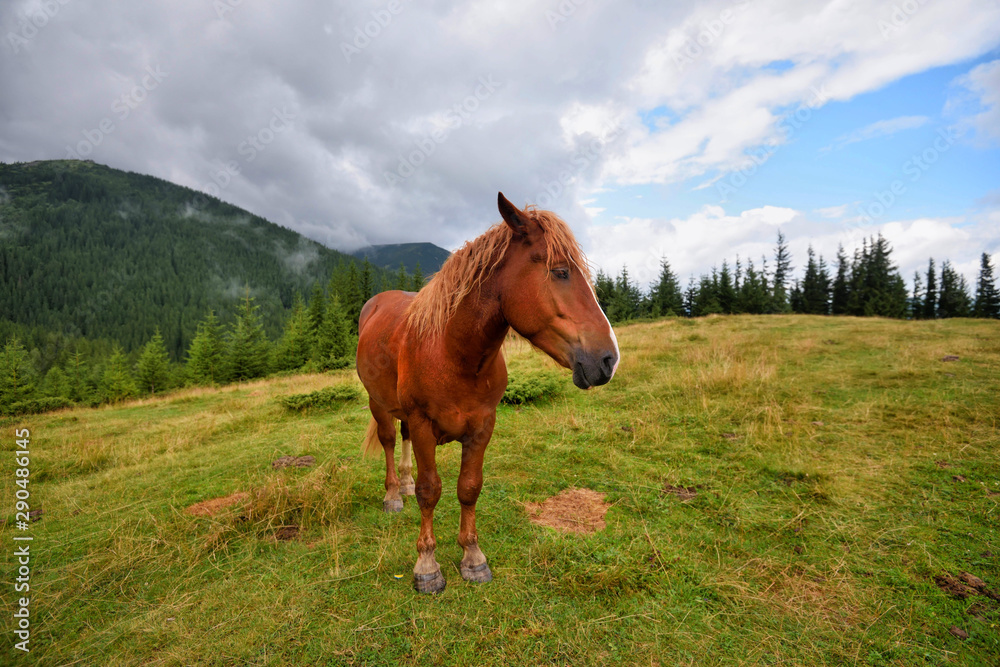 Fototapeta premium Koń na łące w górach