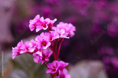 pink flowers in garden