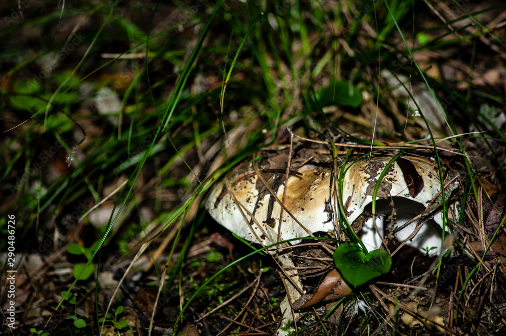 Mushrooms and undergrowth Macro close-up photo nature texture background rendering Mushrooms and undergrowth Macro close-up photo nature texture background rendering