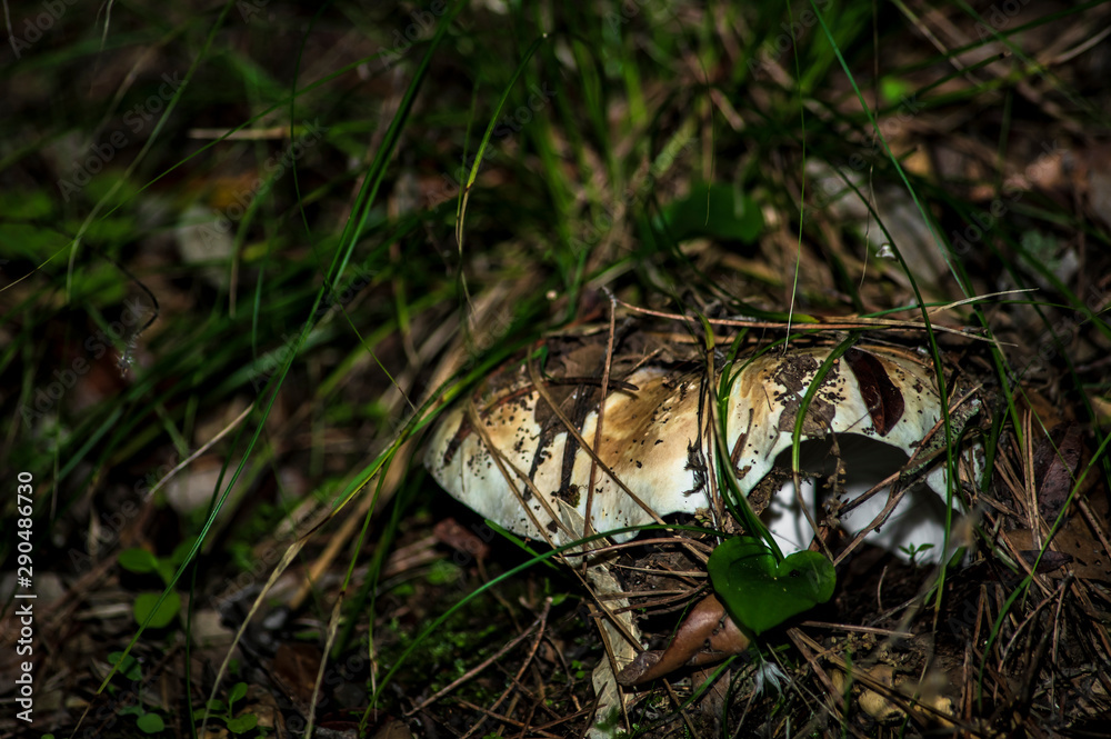 Mushrooms and undergrowth Macro close-up photo nature texture background rendering Mushrooms and undergrowth Macro close-up photo nature texture background rendering