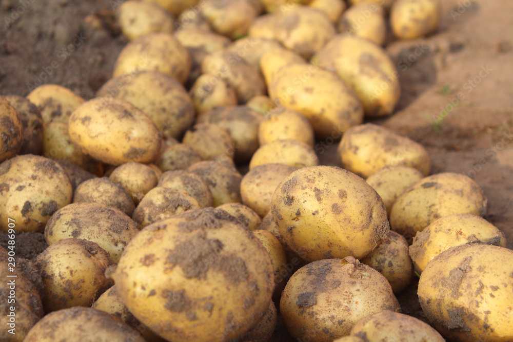 Fresh ripe dug potatoes in a field on a farm. Close-up. Background. Fresh ripe dug potatoes in a field on a farm. Close-up. Background.