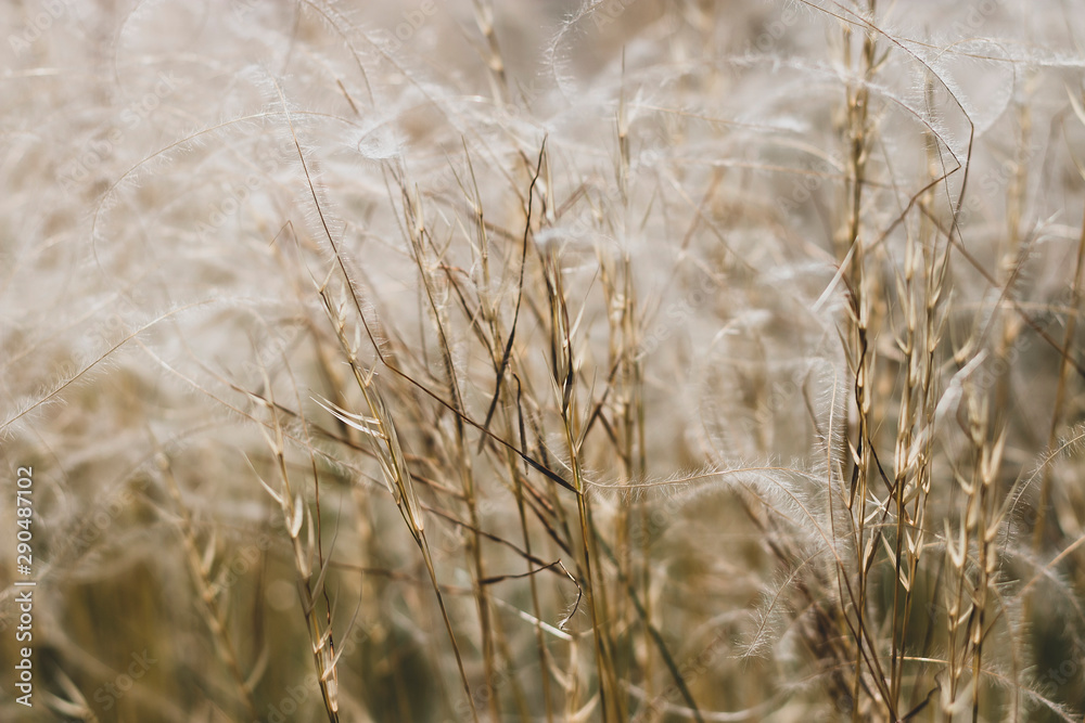 Fototapeta premium stipa feather grass