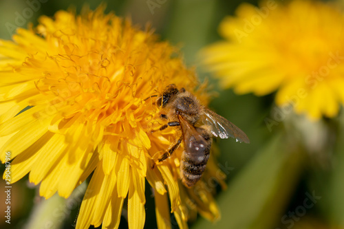 bee on a yellow dandelion flower