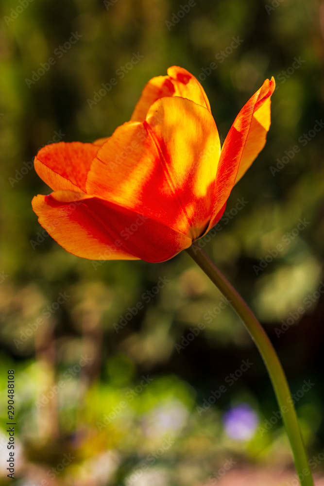 red orange tulip red orange tulip