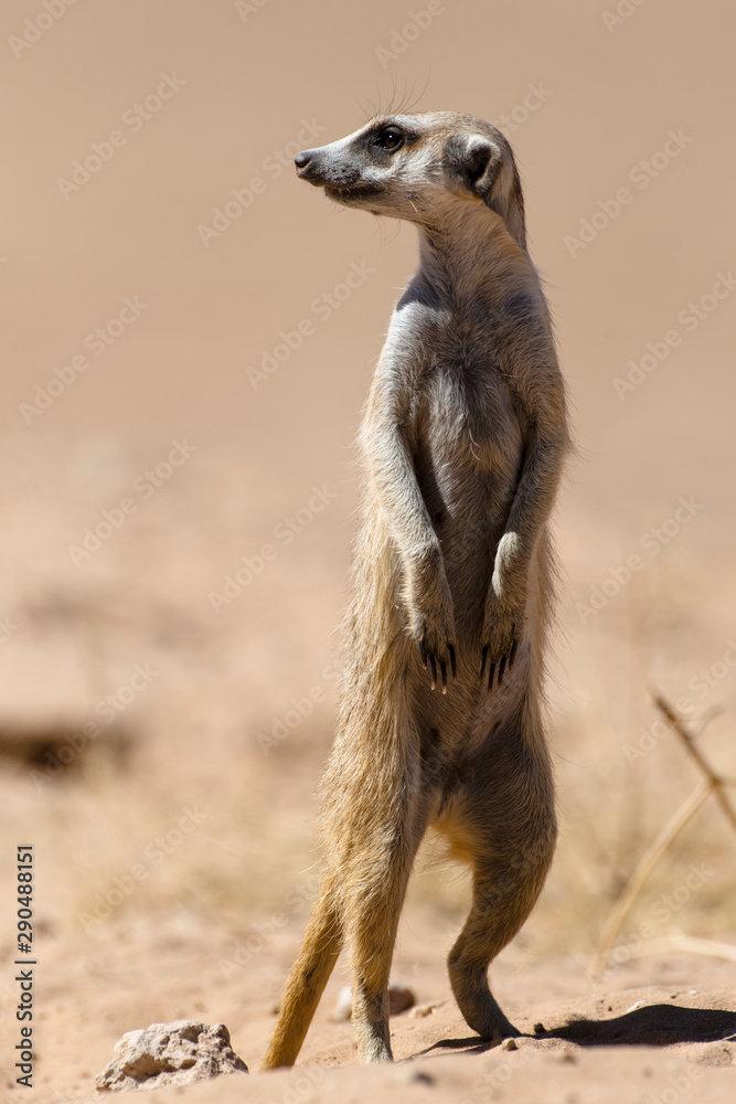 Fototapeta premium Suricate, Suricata suricatta, Parc national Kalahari, Afrique du Sud