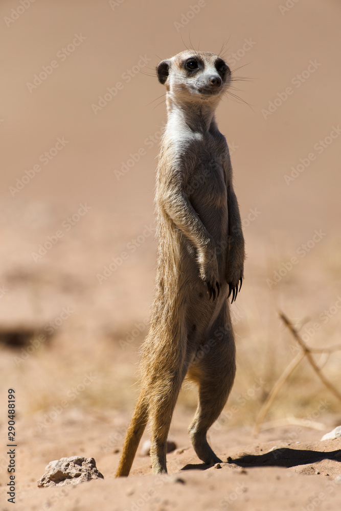 Fototapeta premium Suricate, Suricata suricatta, Parc national Kalahari, Afrique du Sud