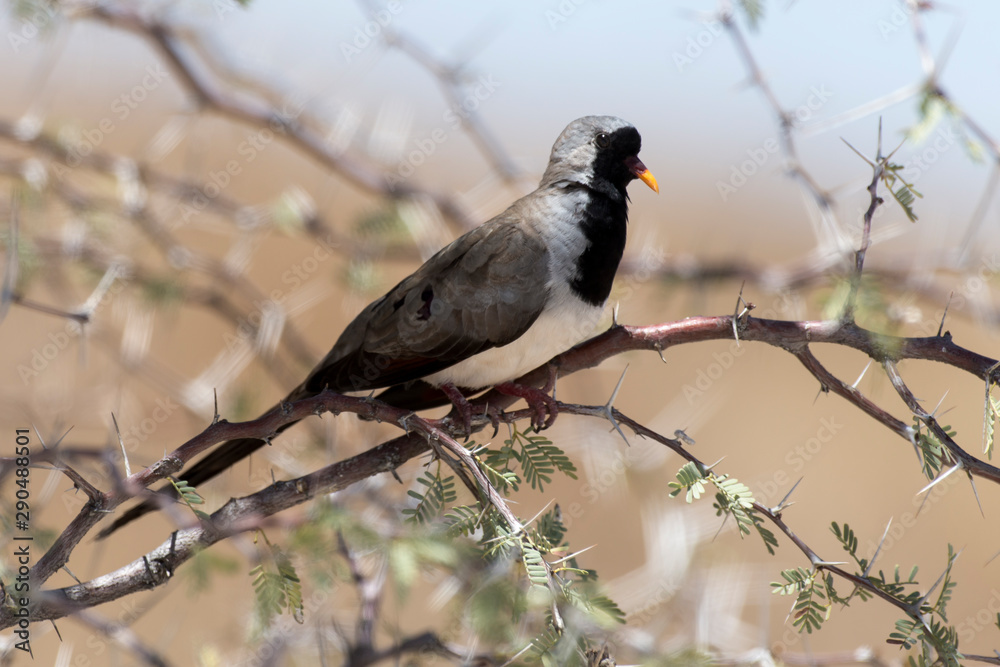 Tourterelle masquée,.Oena capensis, Namaqua Dove Tourterelle masquée,.Oena capensis, Namaqua Dove