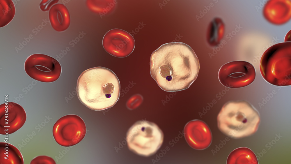 Blood smear in malaria patient. Plasmodium vivax inside red blood cell in the stage of ring-form trophozoite, the causative agent of malaria disease, 3D illustration Blood smear in malaria patient. Plasmodium vivax inside red blood cell in the stage of ring-form trophozoite, the causative agent of malaria disease, 3D illustration