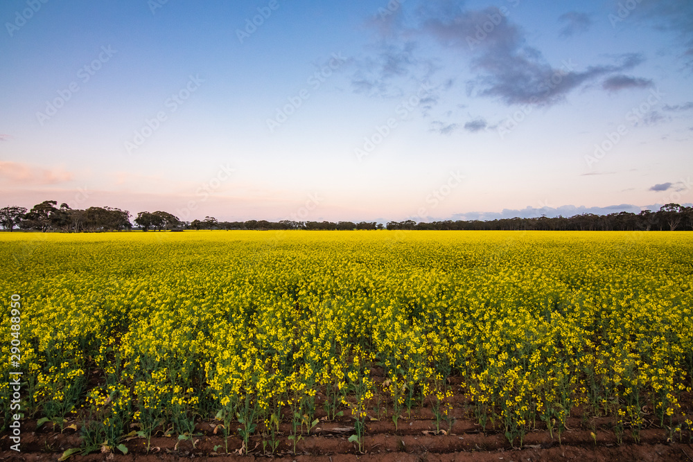 Canola Sunset