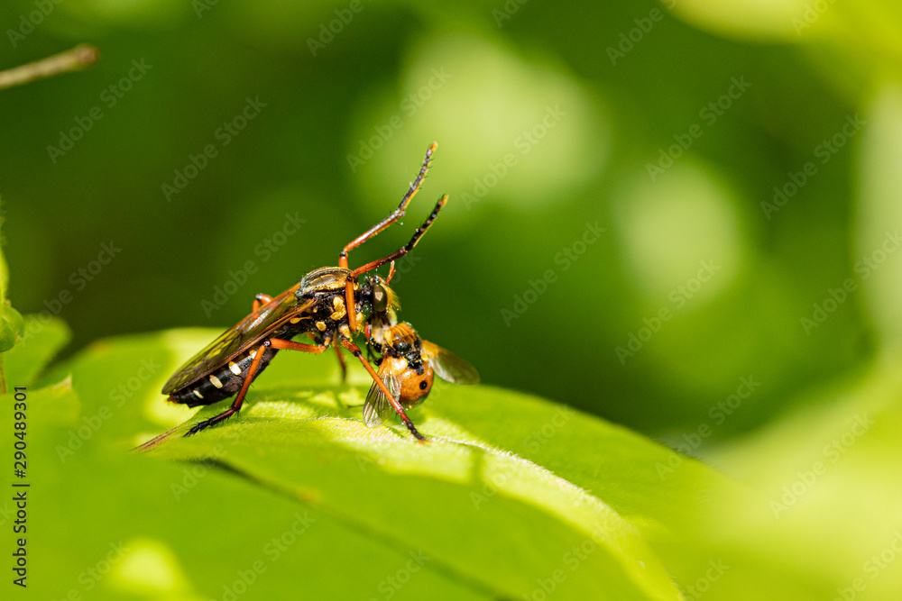 Naklejka premium Nature