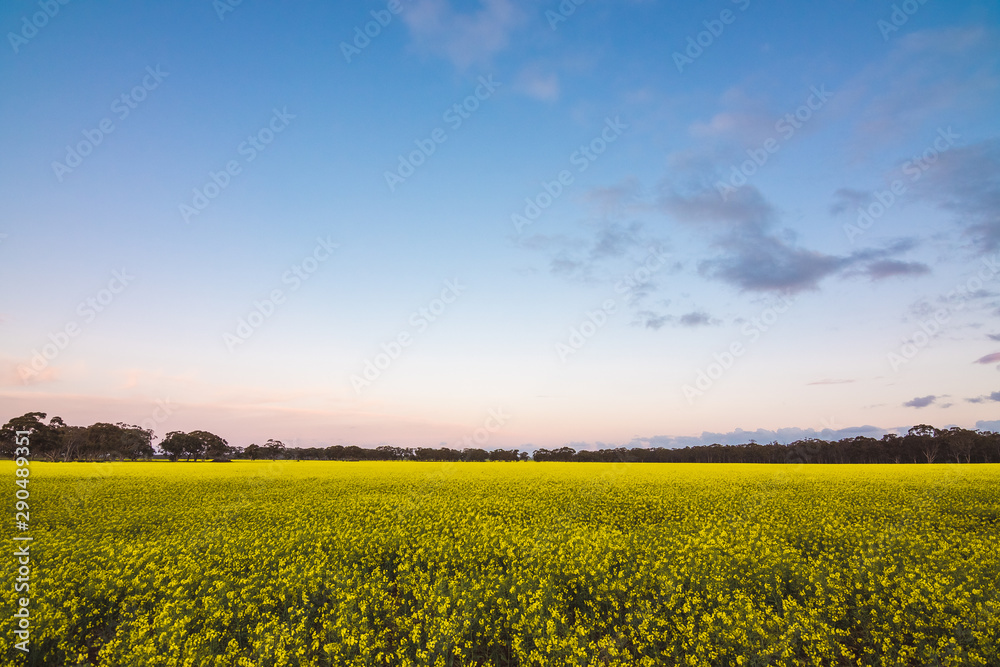 Obraz premium Canola Sunset