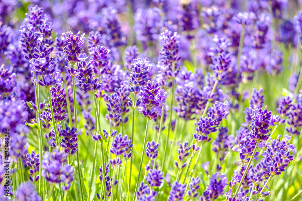 Flower of lavender in the garden. Flowers background. Flower of lavender in the garden. Flowers background.