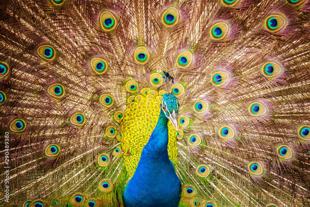Obraz premium Thailand Male Peacock