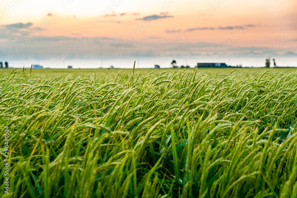 Obraz premium close up of windy green paddy field with rice ears at sunset in ebro delta national park with factory. Rice is the main agricultural resource of the region