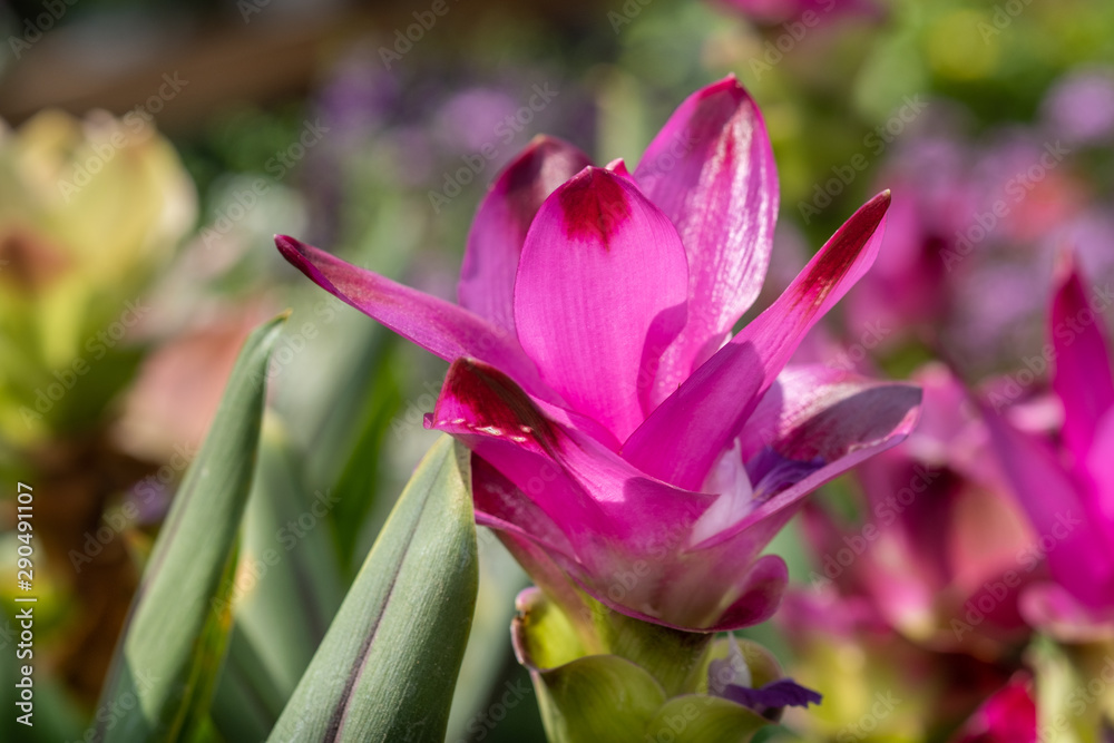 Curcuma longa flowers grown in greenhouse Curcuma longa flowers grown in greenhouse
