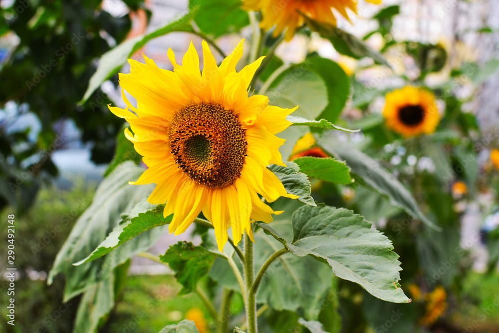 Obraz premium Blooming sunflower in a garden