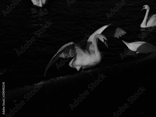 Different swans in Berlin on the water.