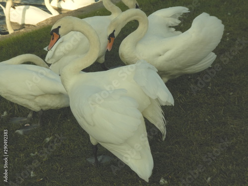 Different swans in Berlin on the water.