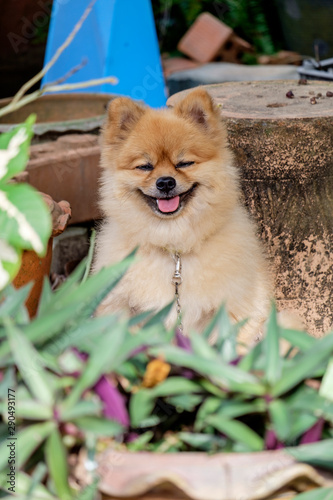 Pomeranian dog brown © tarn5796