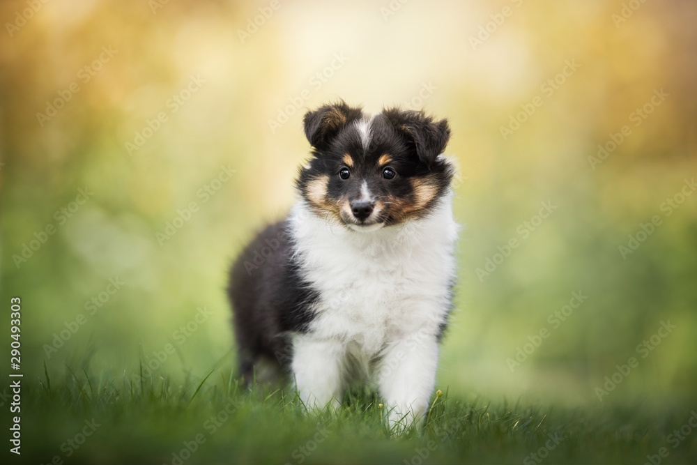 Shetland sheepdog - puppy Shetland sheepdog - puppy