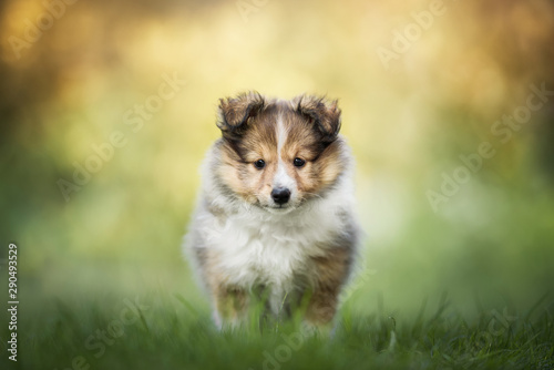 Shetland sheepdog - puppy