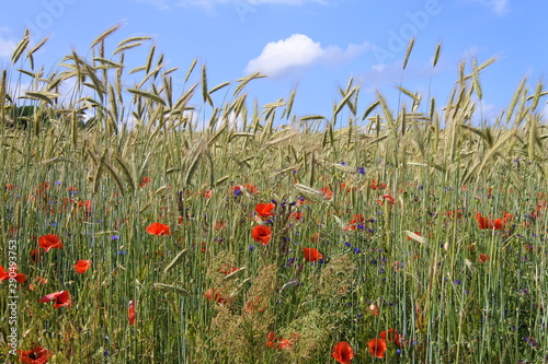 Blumen am Acker in Gro   Zicker auf der Halbinsel M  nchgut auf der Insel R  gen