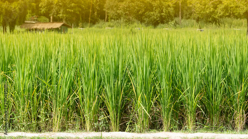 Rice plants in the green field