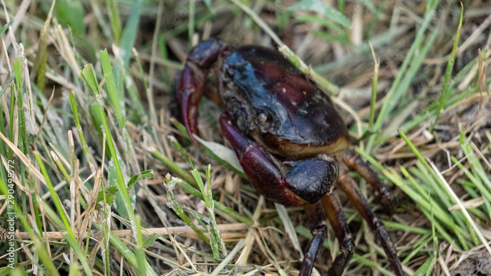 Fototapeta premium Red crab in the grass on the ground