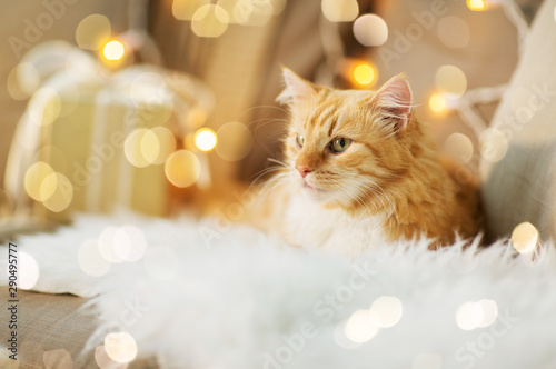 pets, christmas and hygge concept - red tabby cat on sofa with present at home in winter