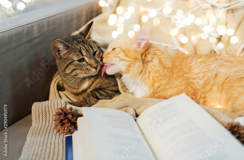 pets, christmas and hygge concept - two cats lying on sofa with book at home in winter