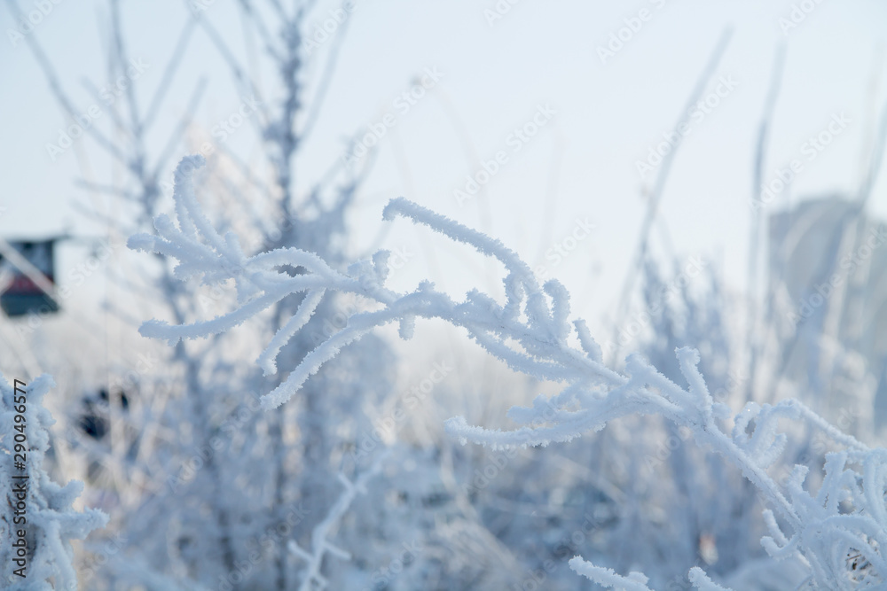 frosted trees and grass and heavy snow in winter park as in fairy tales frosted trees and grass and heavy snow in winter park as in fairy tales