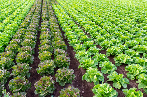 Farmers field with growing in rows green organic lettuce leaf vegetables photo