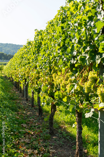 Vineyard with growing white wine grapes, riesling or chardonnay grapevines in summertime