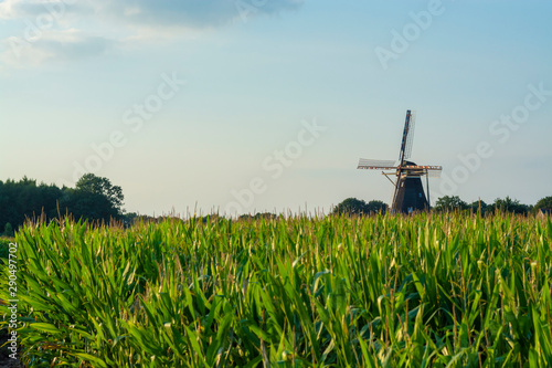 Green farm field with corn plants and wind corn mill in Brabant,  Netherlands