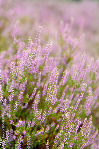 Blossom of heather plant in Kempen forest  Brabant  Netherland