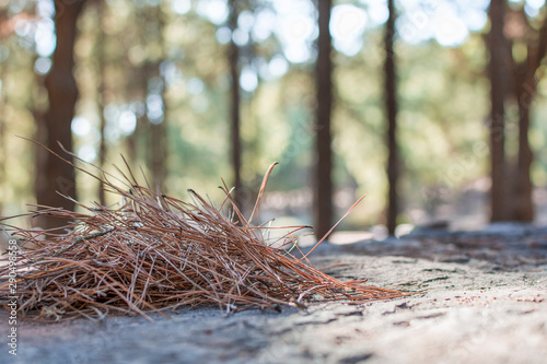 Heab of pine needle on stone in the middle of nature. Copyspace right. photo