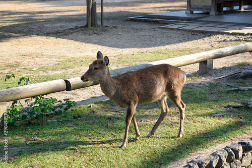 奈良公園　鹿 photo