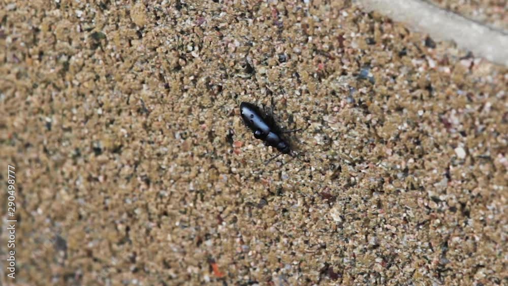 Wet darkling beetle climbs around on a cement block wall. It is shaken