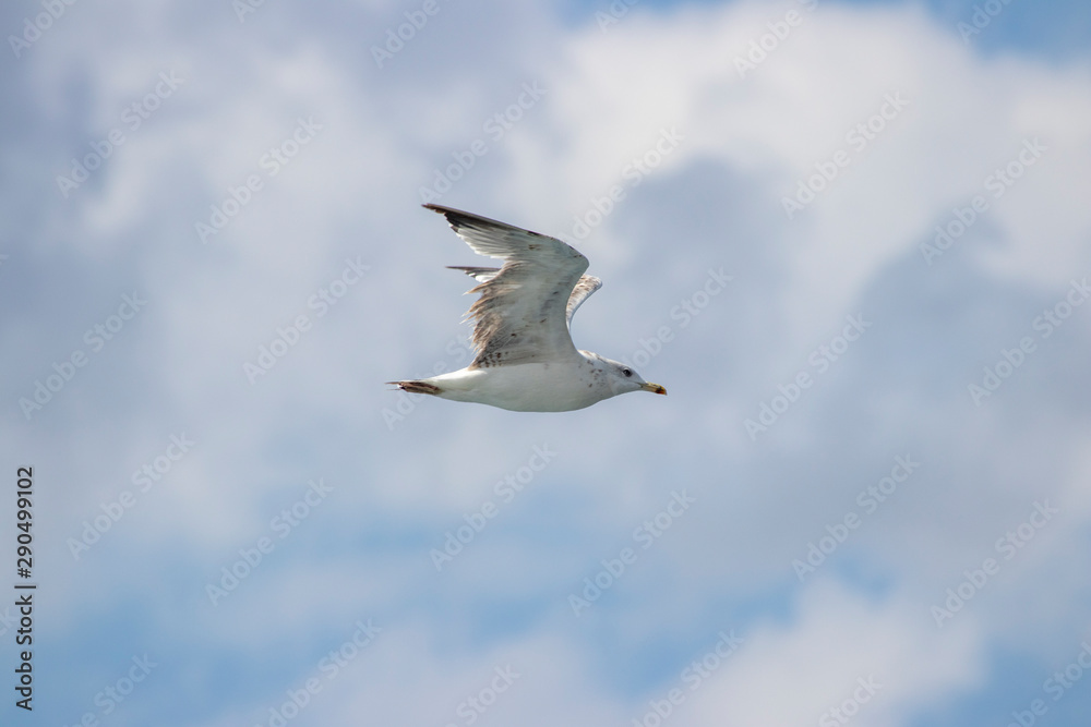 Seagull flying in the air Seagull flying in the air