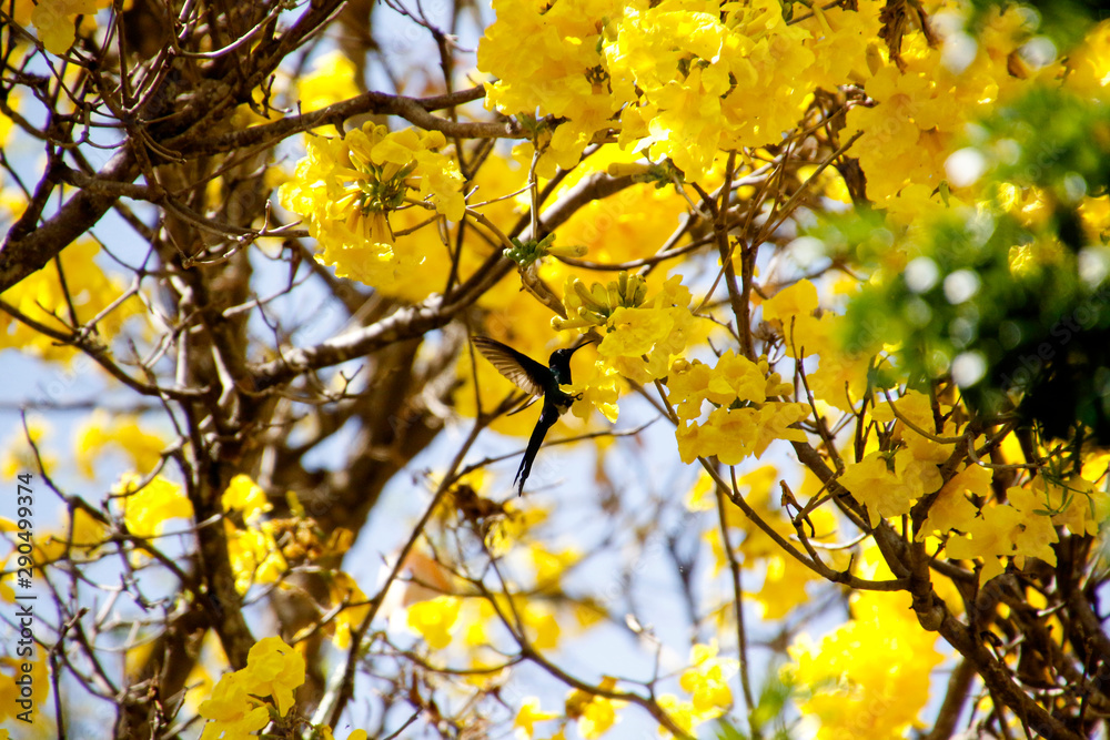 Hummingbird flying on yellow ipe flower tree with blue sky Hummingbird flying on yellow ipe flower tree with blue sky