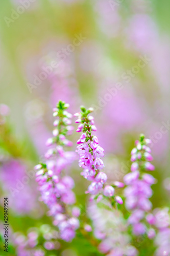 Blossom of heather plant in Kempen forest, Brabant, Netherland