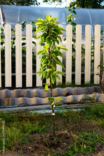 Young trees cherry garden. Trees of sweet cherry with green leaves photo