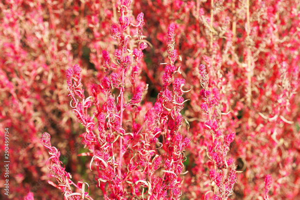 Kochia scoparia or Mexican Fireweed closeup, pink bush background Kochia scoparia or Mexican Fireweed closeup, pink bush background