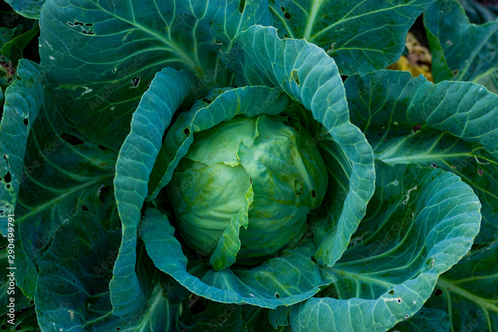 Obraz premium Cabbage growing. Top view