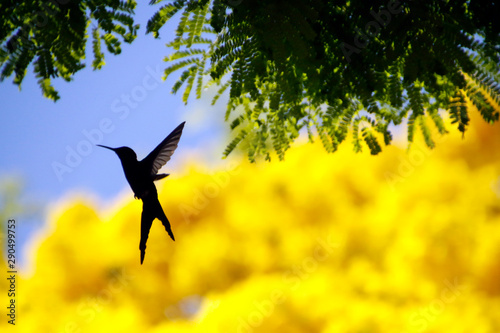 Hummingbird flying on yellow ipe flower tree with blue sky photo